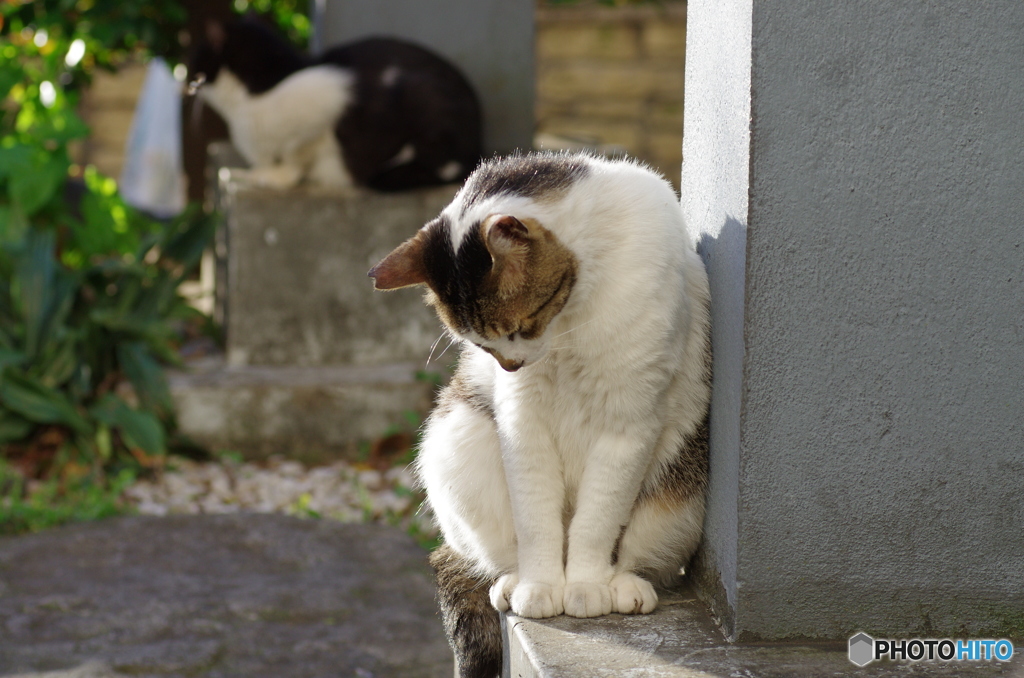 何かにへこむ野良