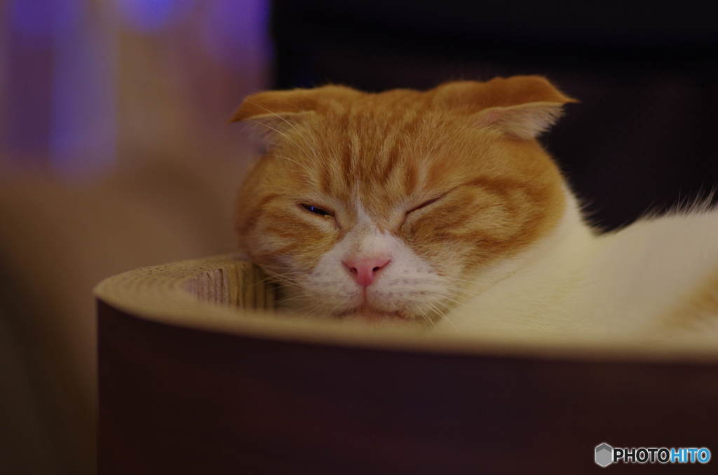 昼寝直前