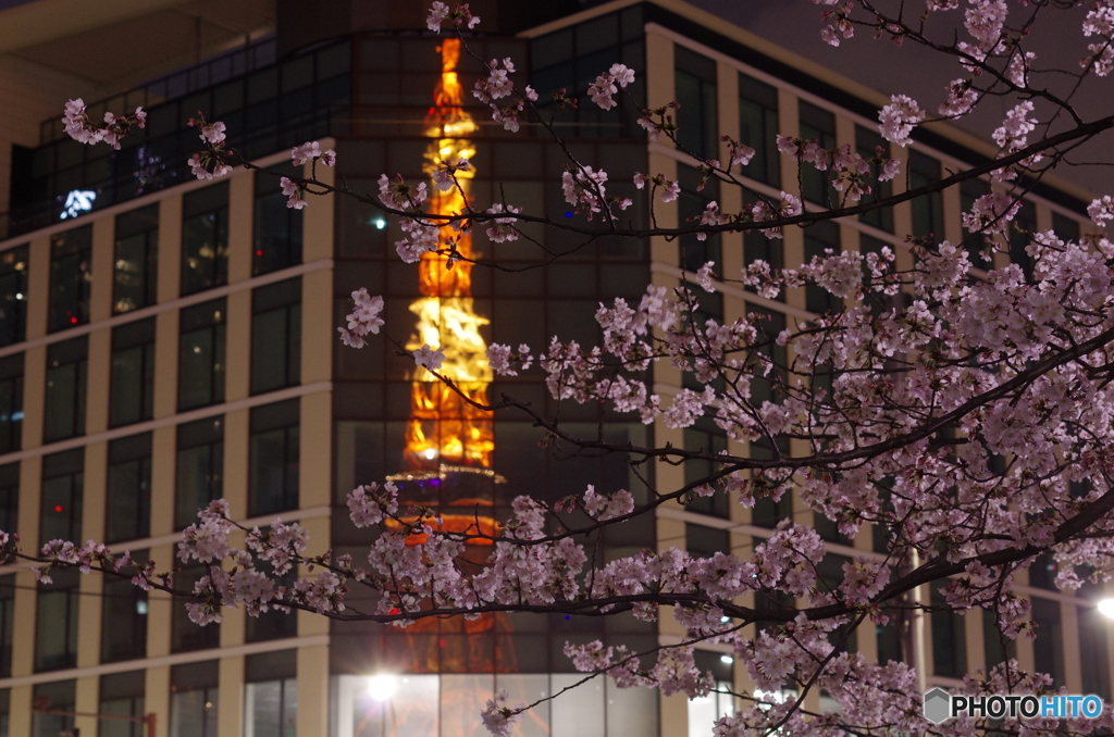 桜と東京タワー