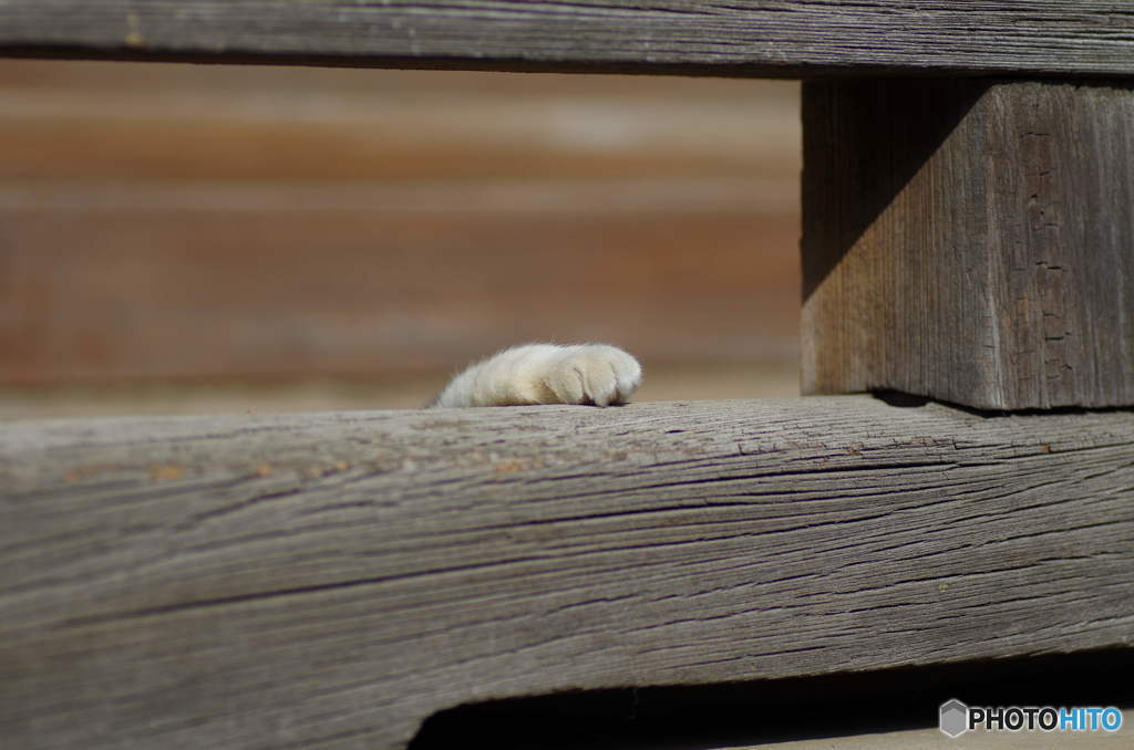寝相の悪い野良猫の手