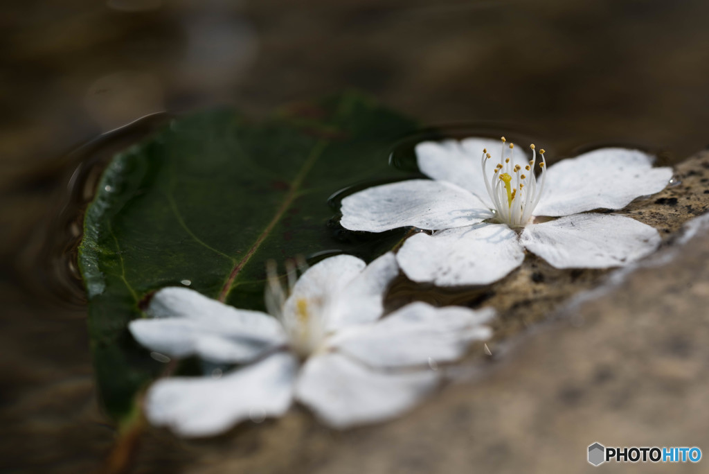 水面に浮かぶ桜