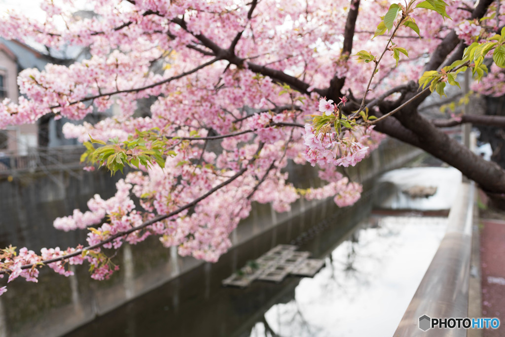 河津桜