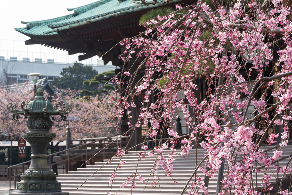 護国寺の春