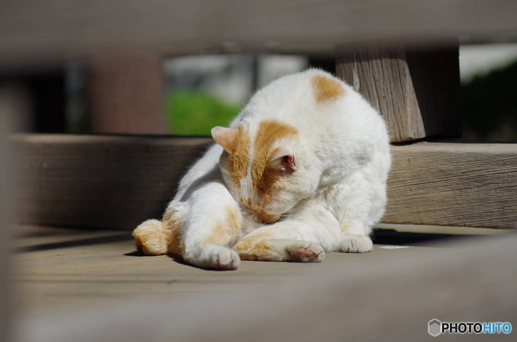 ぐでのら