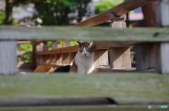 もたれかかって寝る野良猫