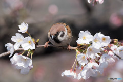 スズメと桜