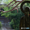 朝の護国寺２