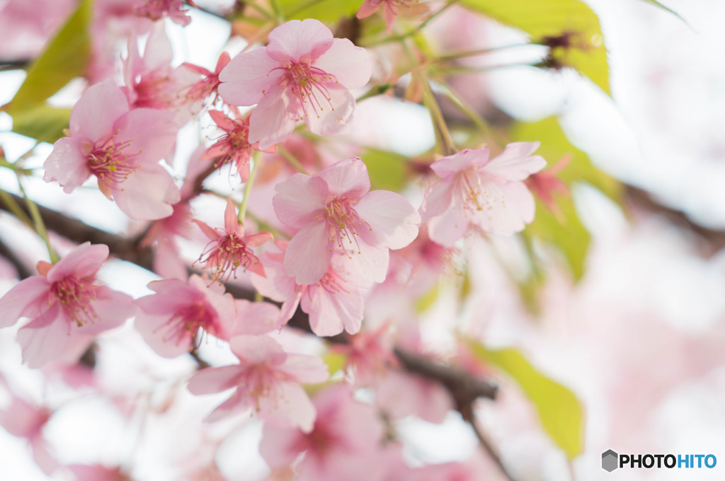 河津桜　2