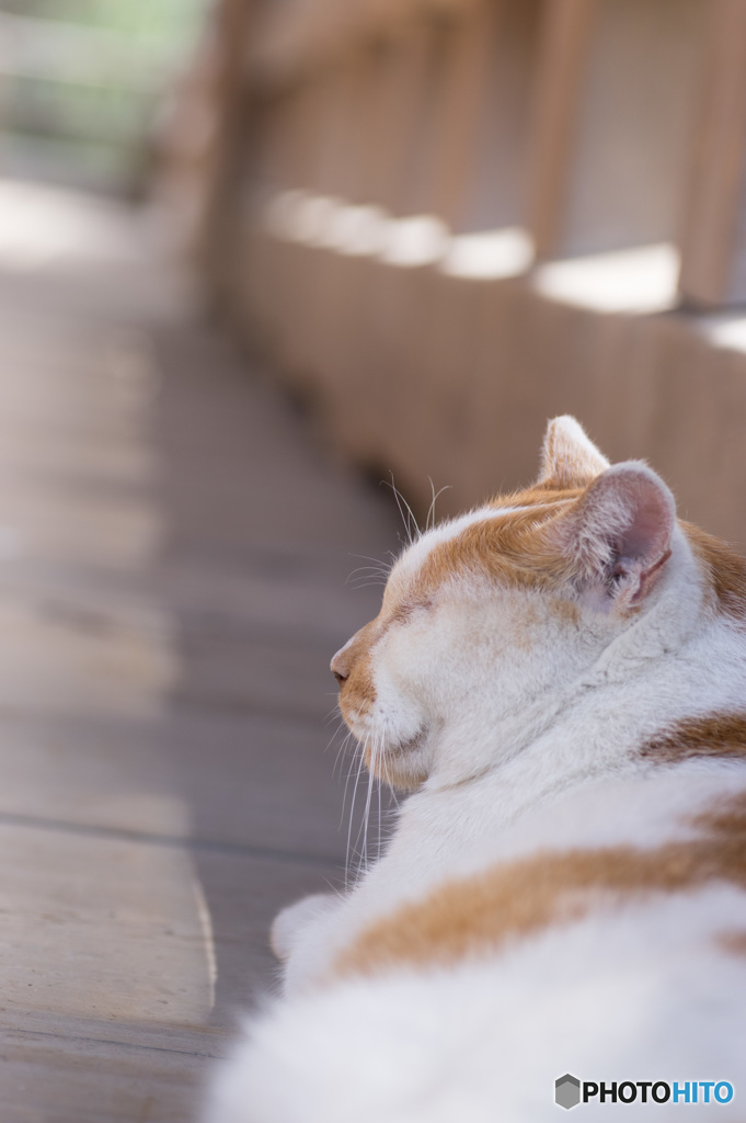 微睡むのら猫