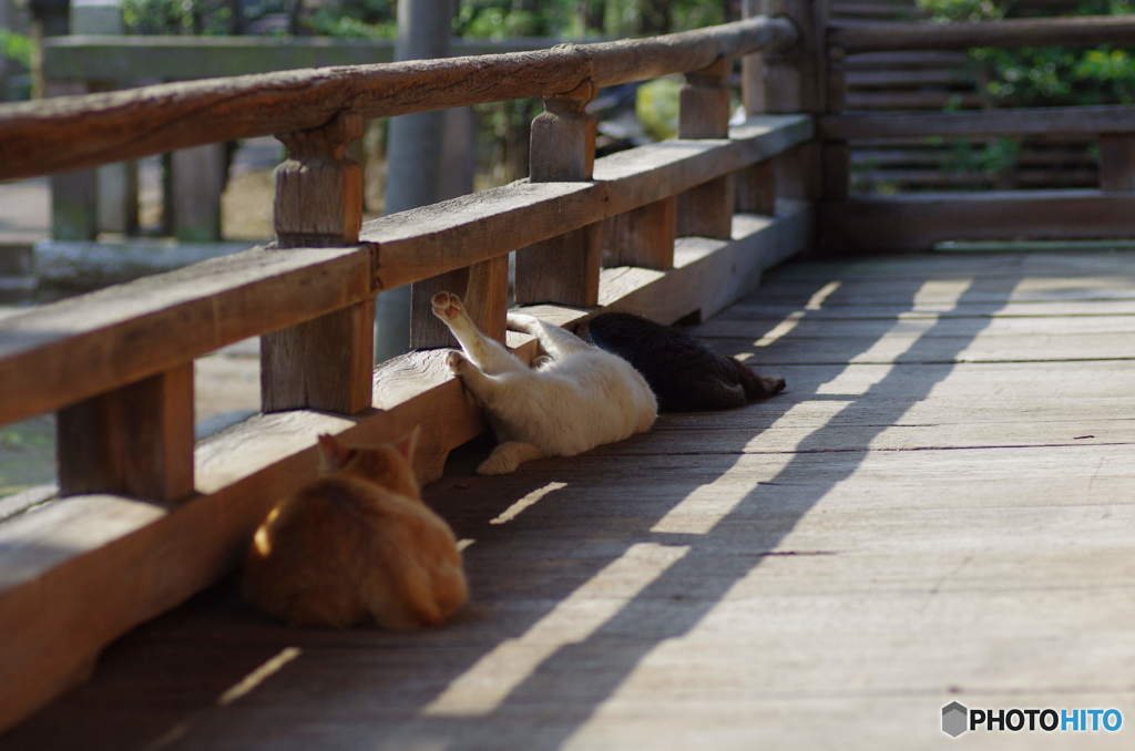 寝相の悪い野良猫　裏から