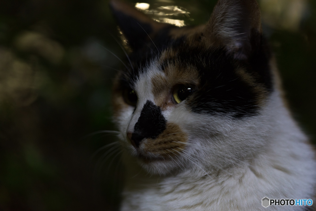 夜の猫　顔アップ