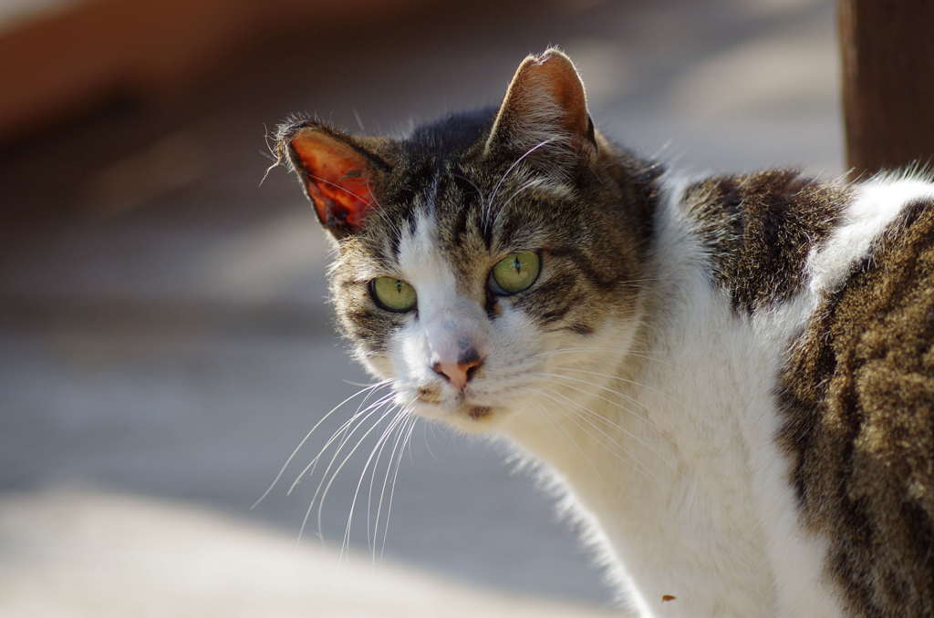 カメラ目線の野良猫