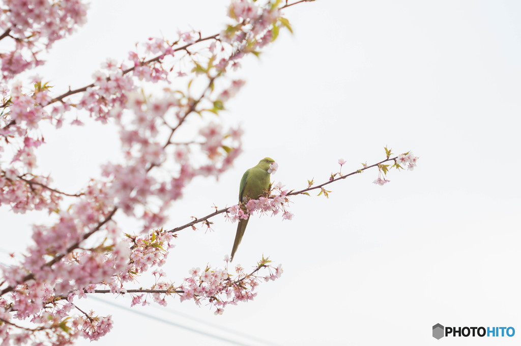 河津桜と鳥　２