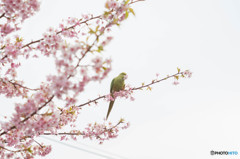 河津桜と鳥　２