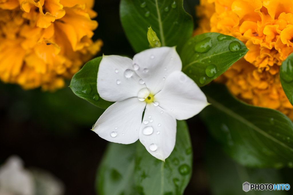 雨上がりの花