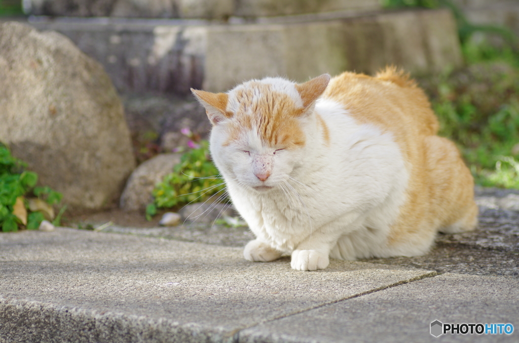 野良猫の昼寝