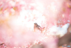 河津桜とムクドリ　2