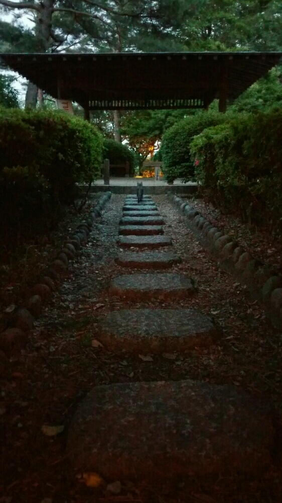 夕暮れの猫
