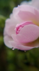咲きました♡