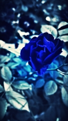 Blue Rose