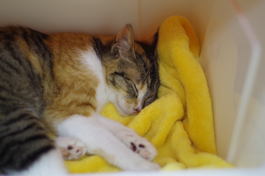 cat