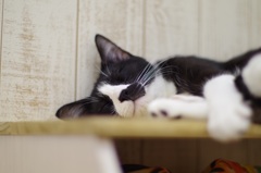 cat