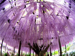 藤棚／玉敷神社