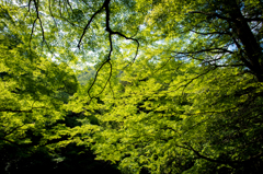 新緑