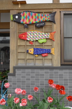 お洒落なコイ