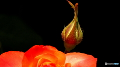 蕾
