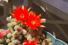 覇王の華