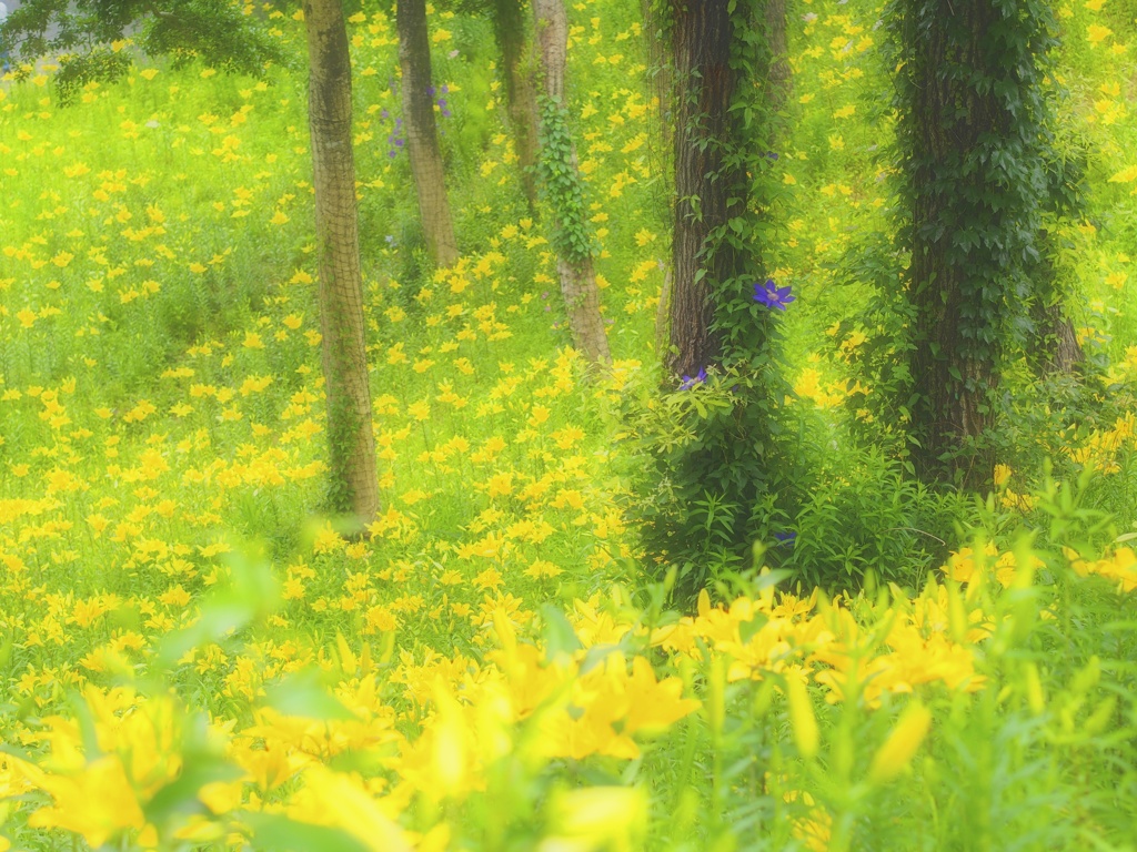 花♡幸せの黄色い世界
