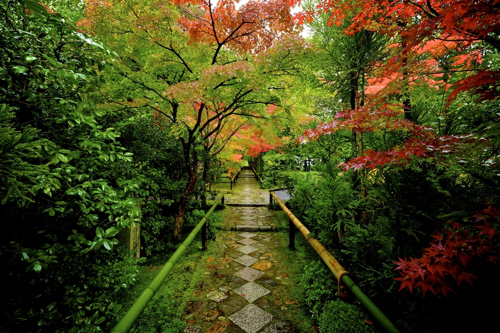 秋の京紀行ー光悦寺ー