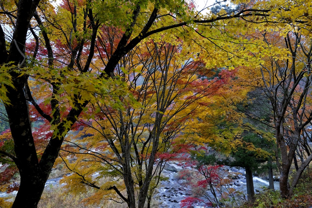 彩の散歩道