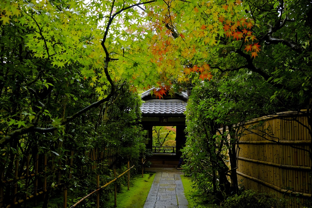 秋の京紀行ー高桐院ー