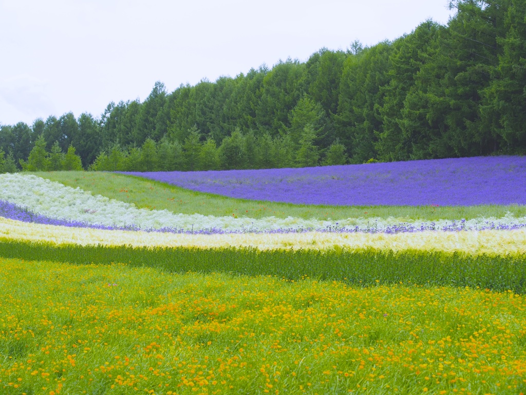 花♡Flower carpet