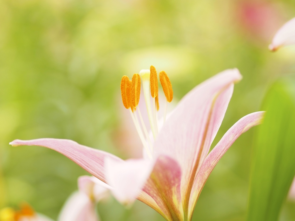 花♡微笑み