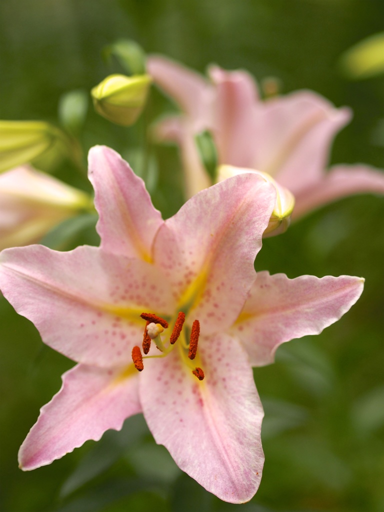 花♡つつみ込むように…