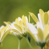 花♡これから。。。