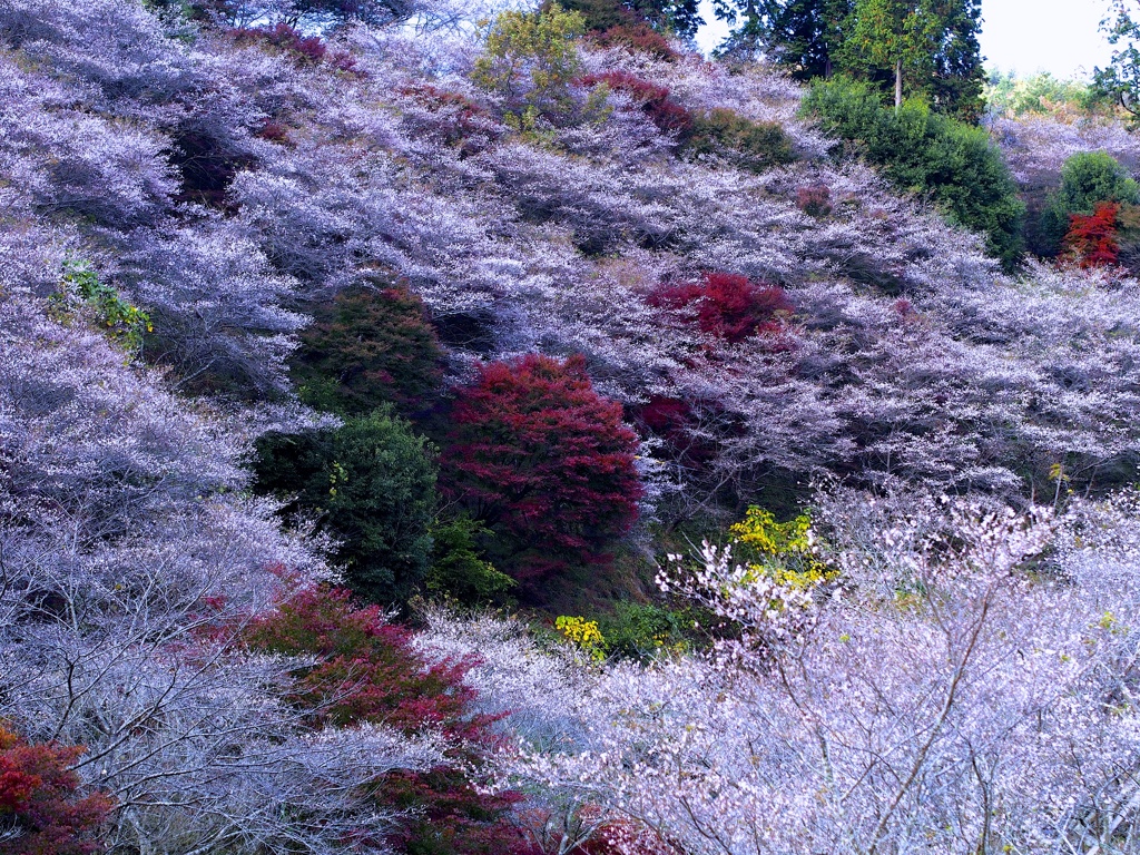 紅葉♤秋の桜便り