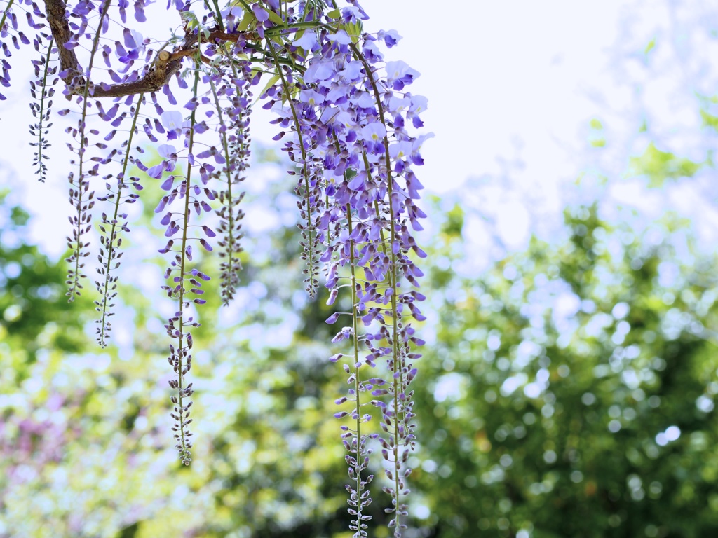花♡かんざし