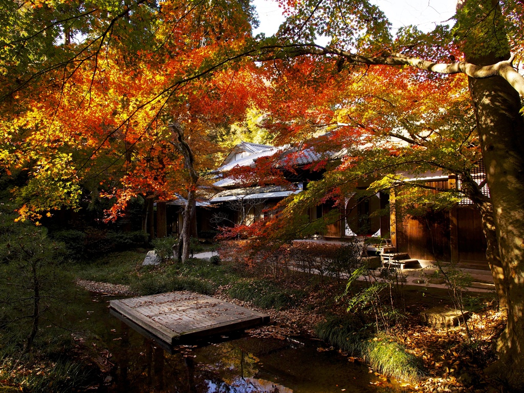 紅葉♤明月院