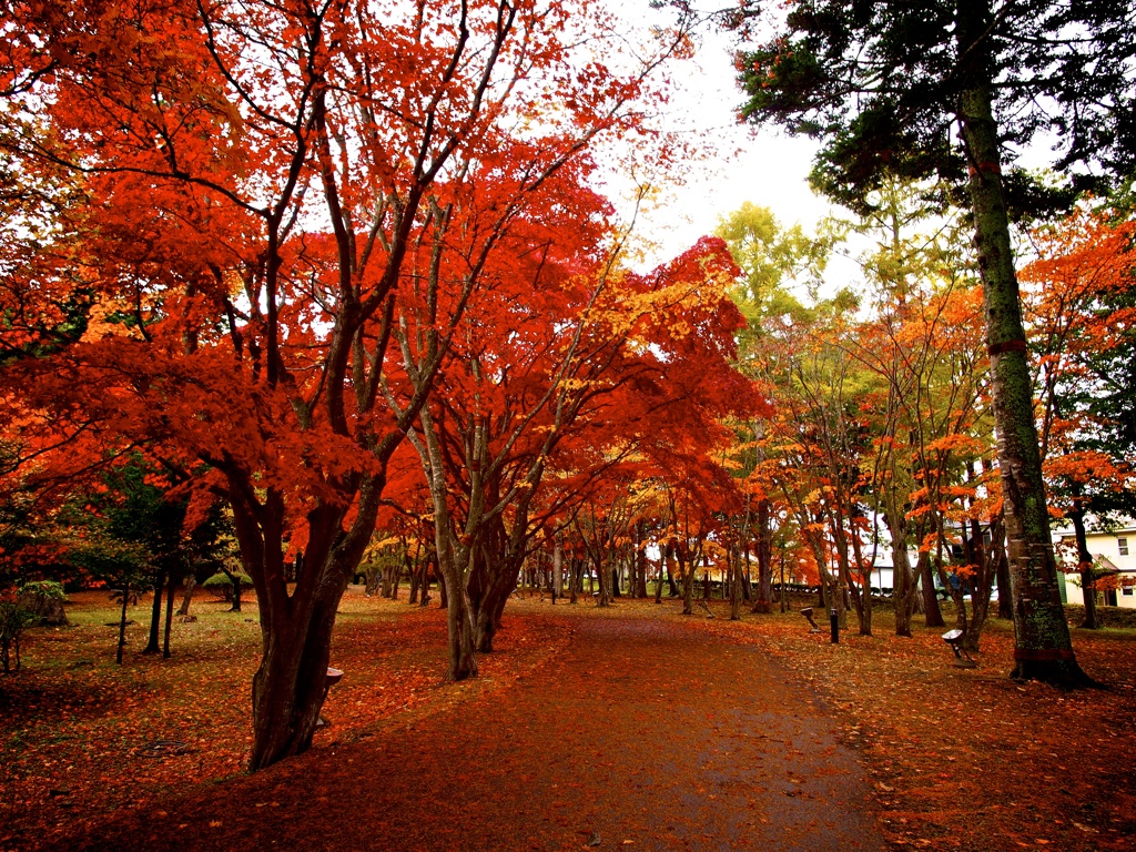 紅葉♤香雪園