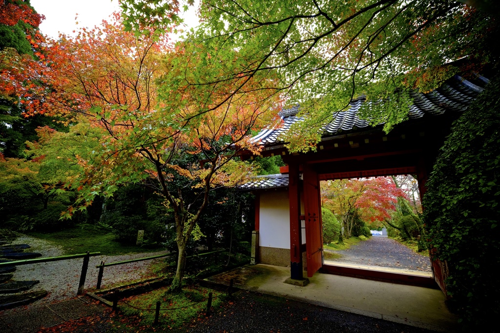 秋の京紀行ー常照寺ー