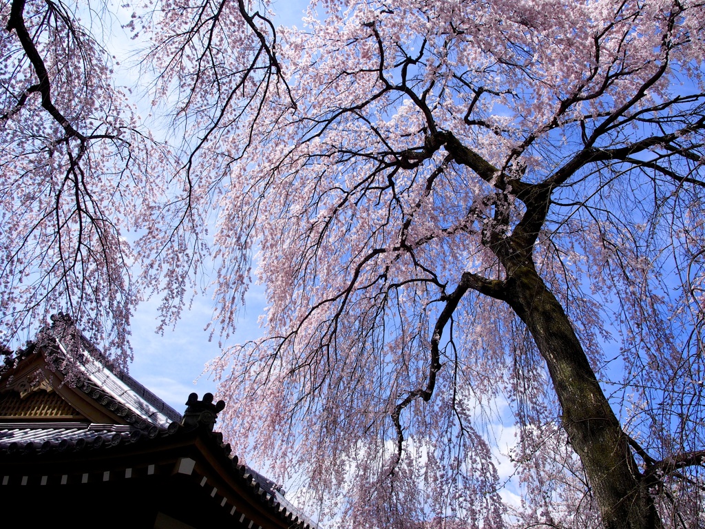 風景☆古都の春