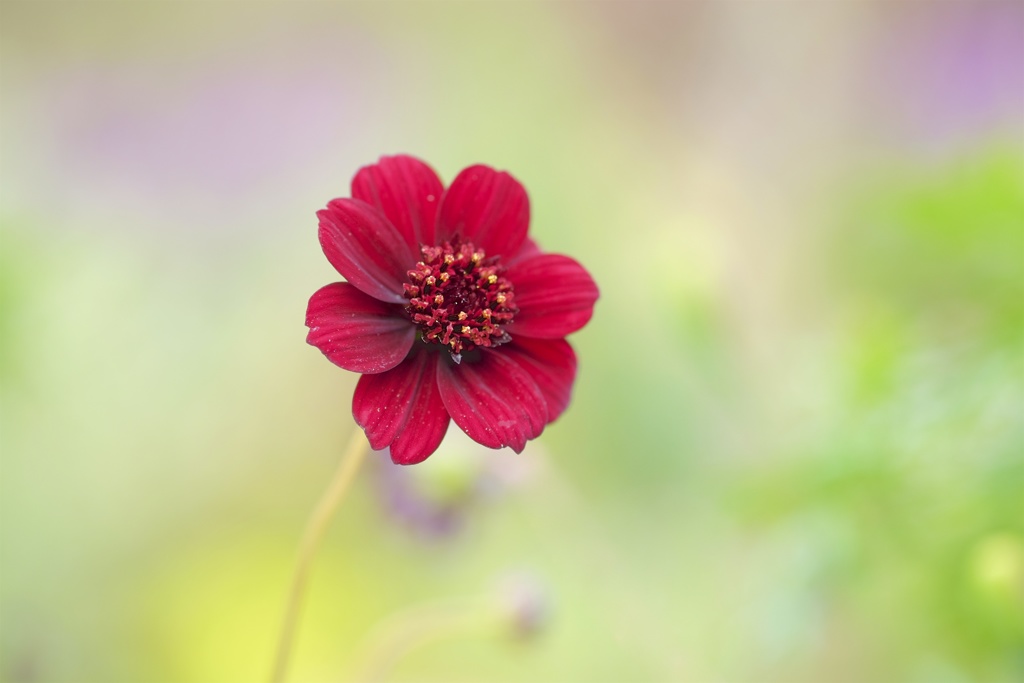 chocolate cosmos