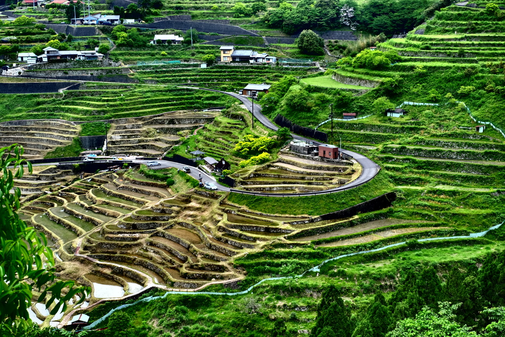 新緑の棚田