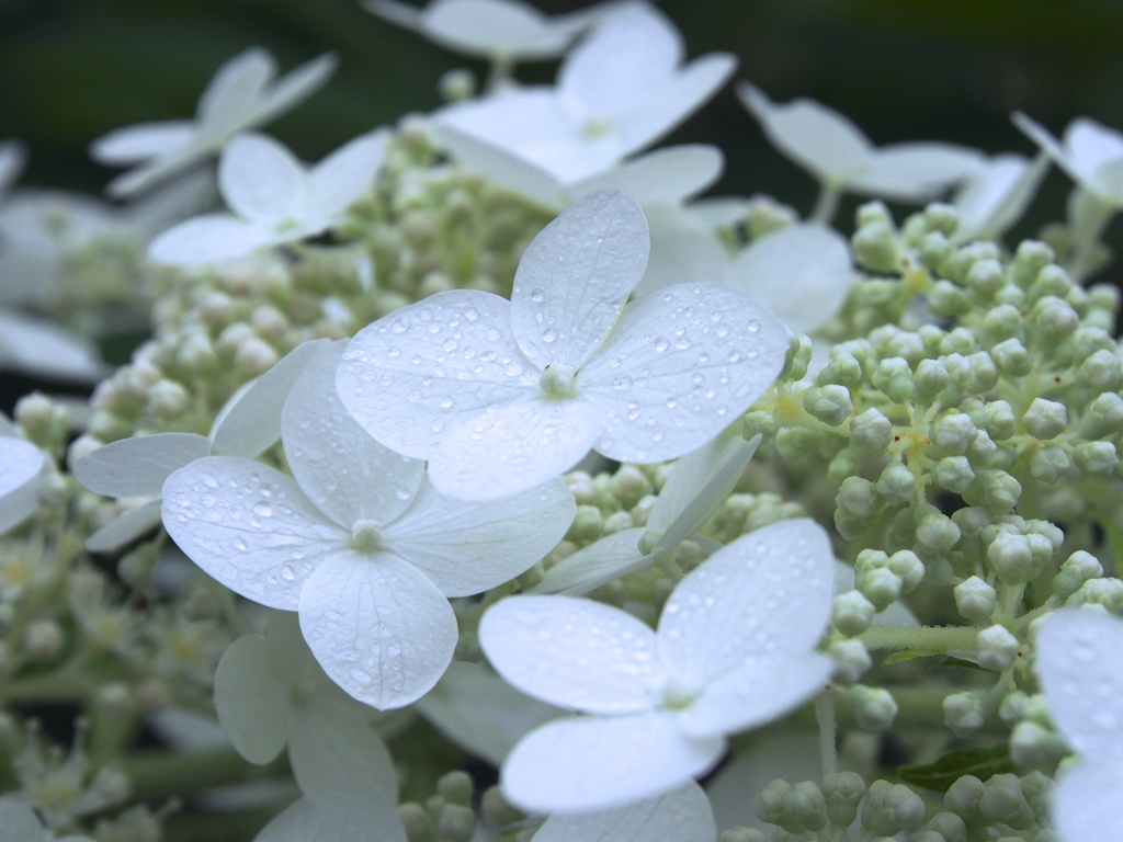 花♡雨のち晴れ