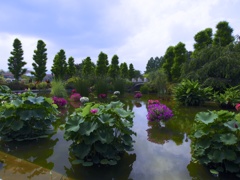 風景☆花影の池