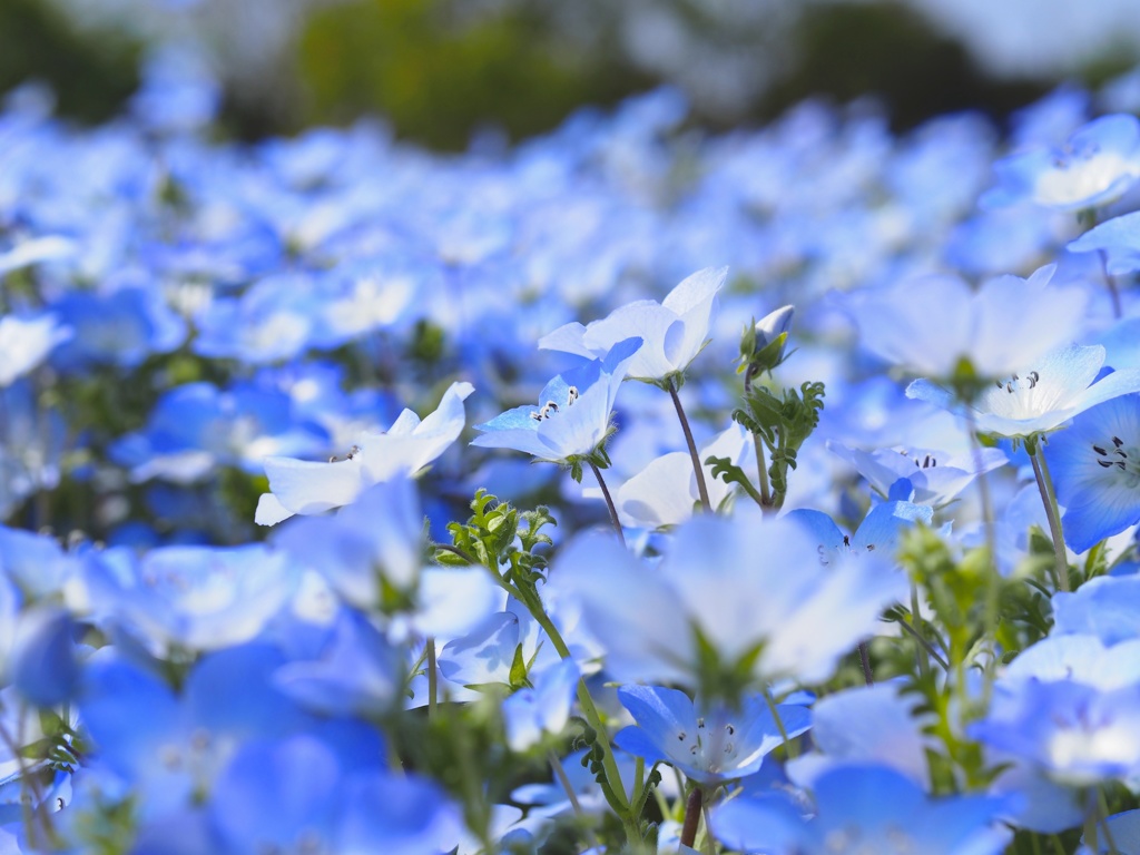 花♡Blue Ocean